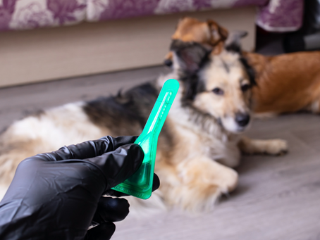 The Importance of Parasite Prevention