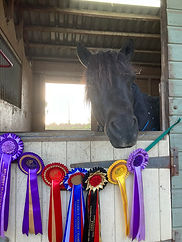 Lin Sayers Southern Shetland Show.jpeg