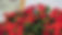 IMG_1550.jpeg