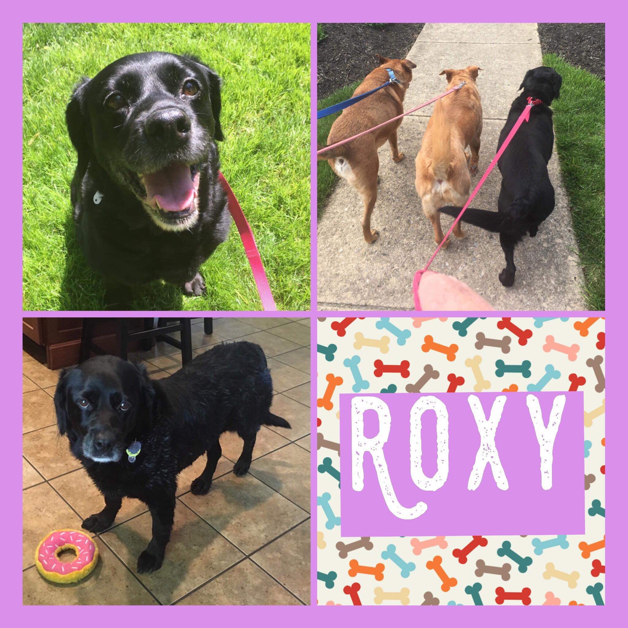 All 4 Adoptions, All 4 Paws Rescue, Malvern, PA