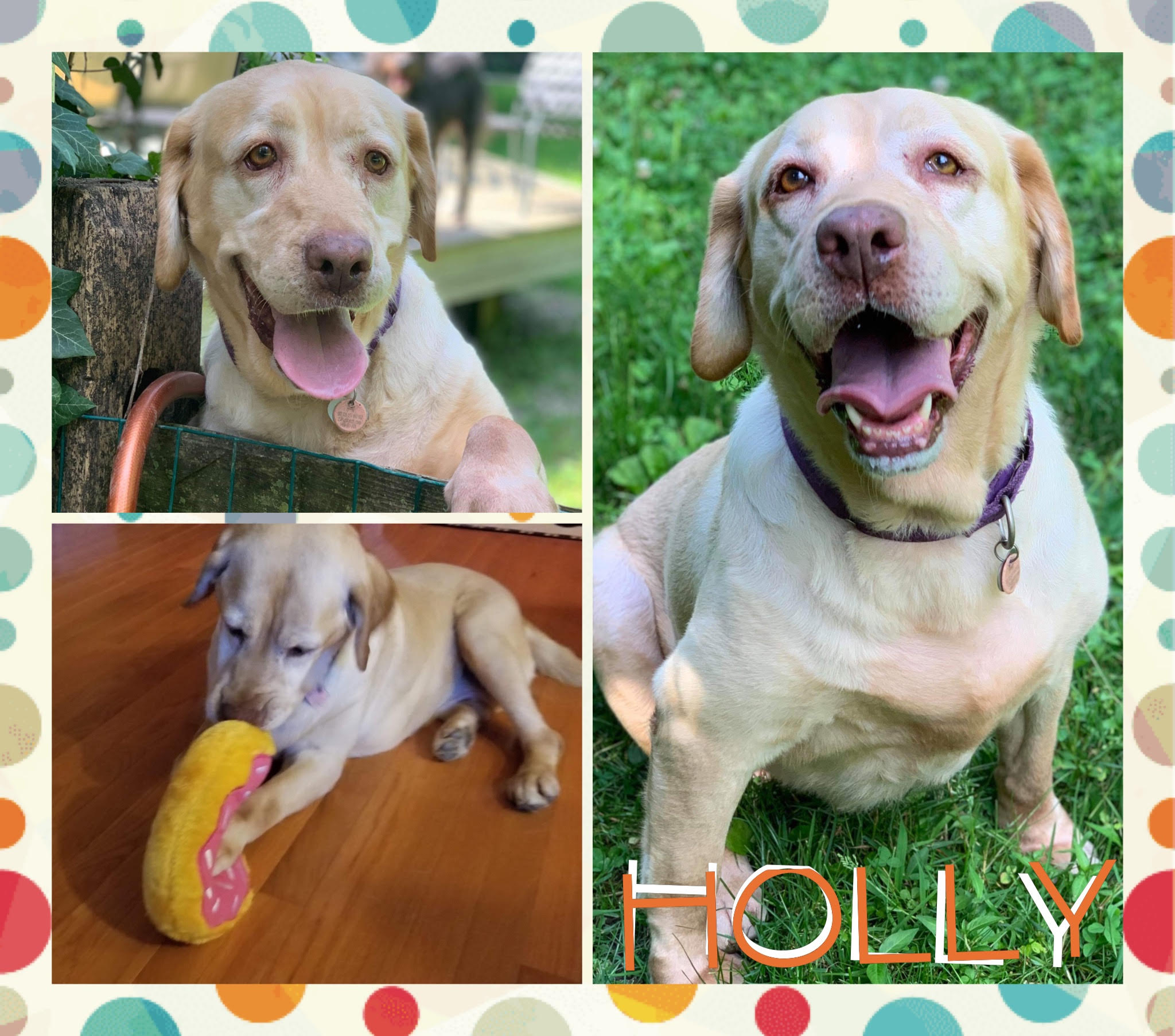 All 4 Adoptions, All 4 Paws Rescue, Malvern, PA