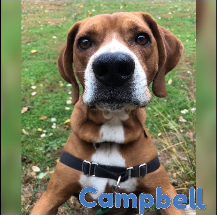 All 4 Adoptions, All 4 Paws Rescue, Malvern, PA