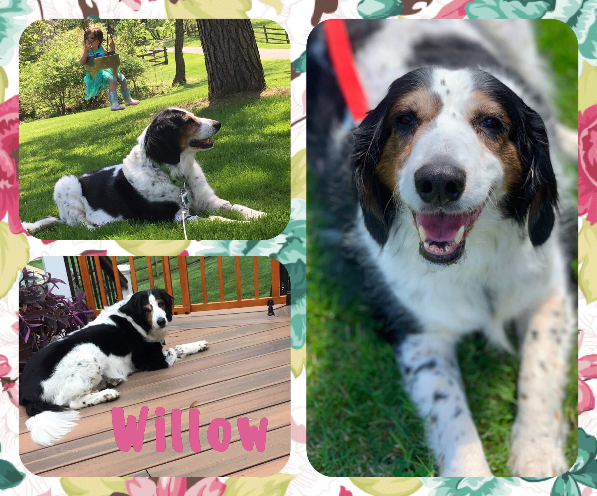 All 4 Adoptions, All 4 Paws Rescue, Malvern, PA