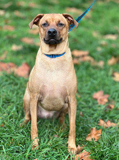 shepherd mix