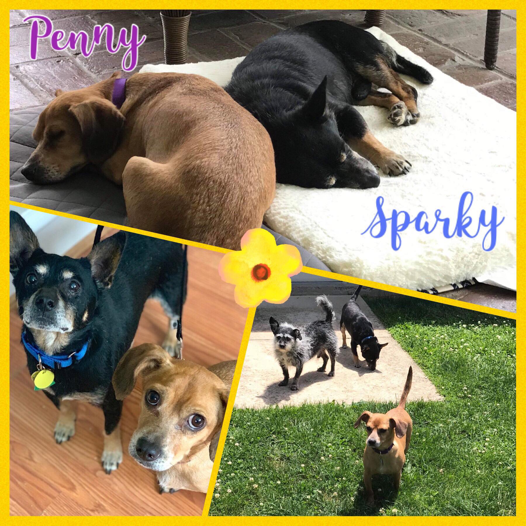 All 4 Adoptions, All 4 Paws Rescue, Malvern, PA