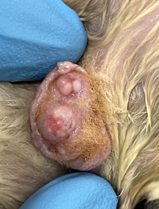 Another Sugar glider mammary mass