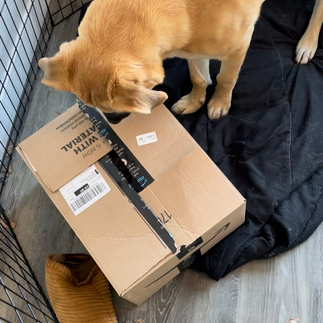 Making a dissection box for my dog