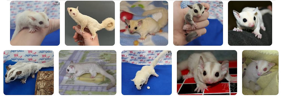 Cremino and Leucistic colour morphology in gliders - Google Search