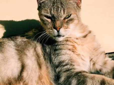 Growth Hormone: Does your cat have acromegaly?