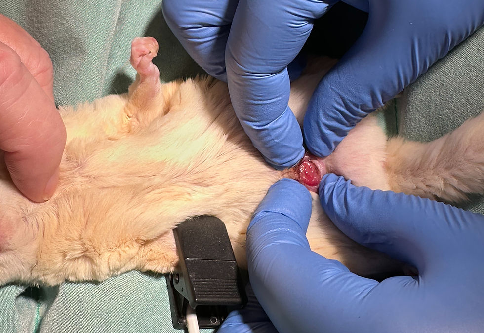 Sugar glider tumor inside the pouch