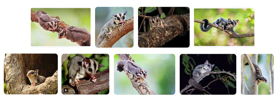 Wild type colouration of sugar gliders from Google search