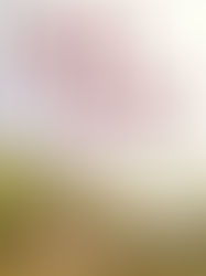 Review of Half Wild: Stories by Robin MacArthur