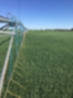 Growing Wheat