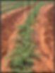 Growing Tomato