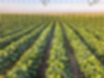 Growing Soybeans