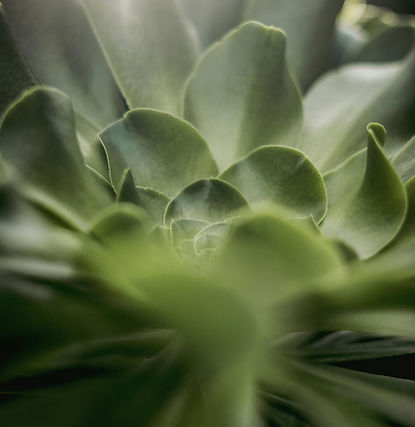 A green plant evoking calm and perspective