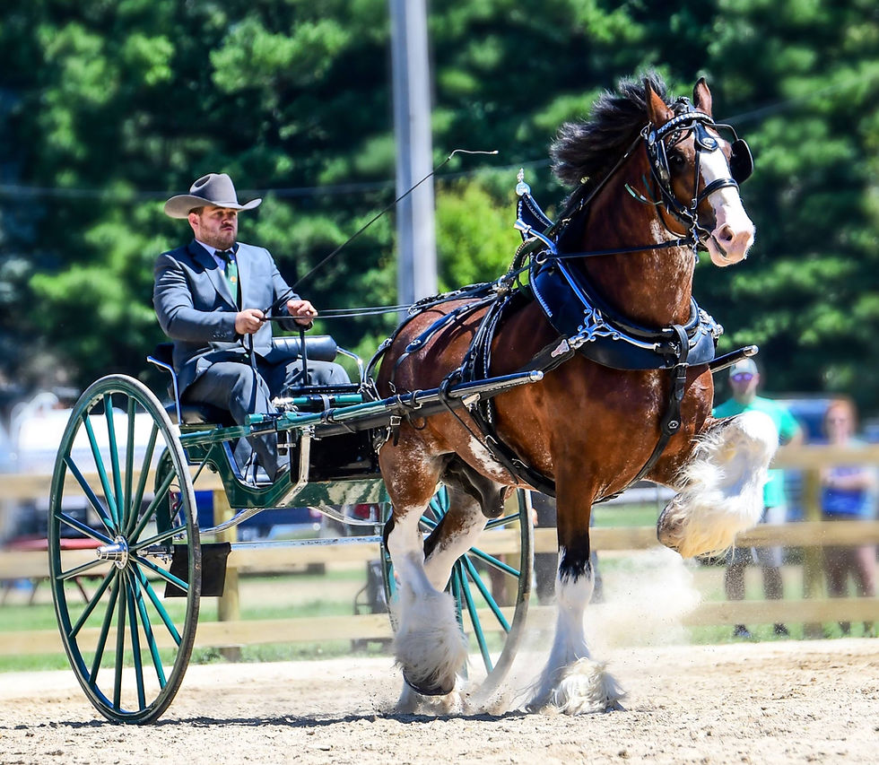 Drive a Clydesdale