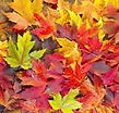 leaves.jpeg
