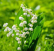 may lily of the valley_edited.jpg