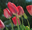 tulips-in-the-rain.jpg