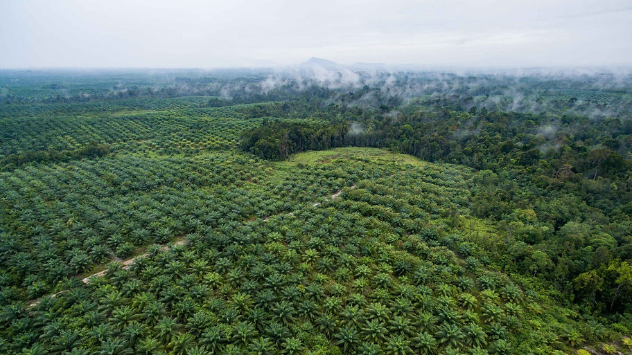 Palm-Oil-forests-borneo.jpeg