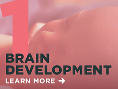 1_Brain_dev_link.png
