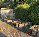 TCL green house garden.JPG