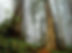 Redwood Forest