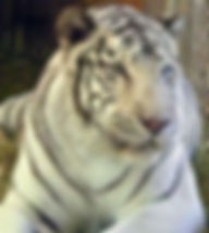 Great Cats World Park