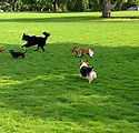 dog park.jpg