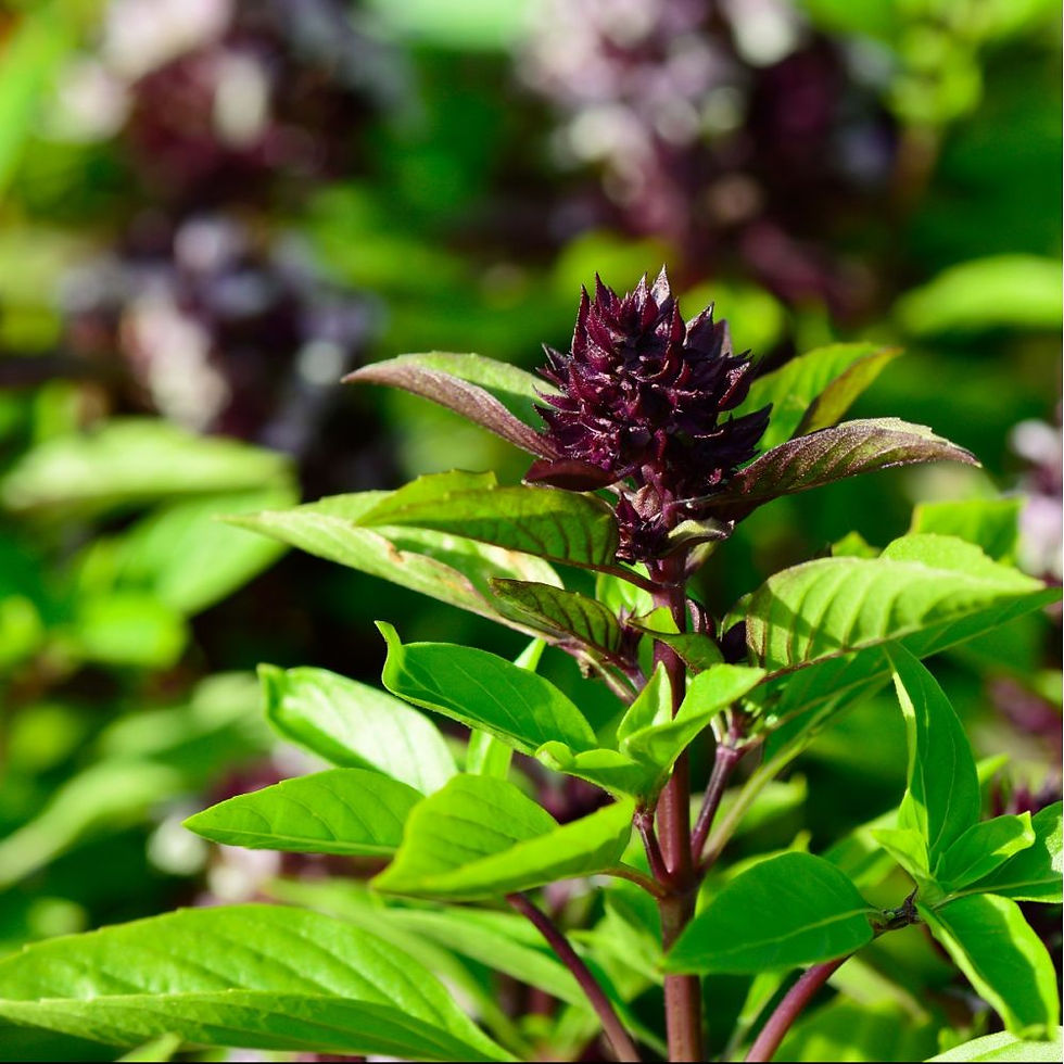 basilic thai