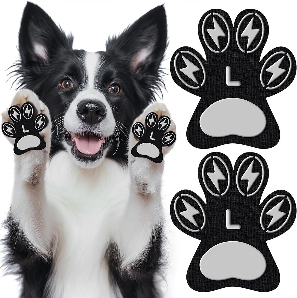Dog Paw Protection
