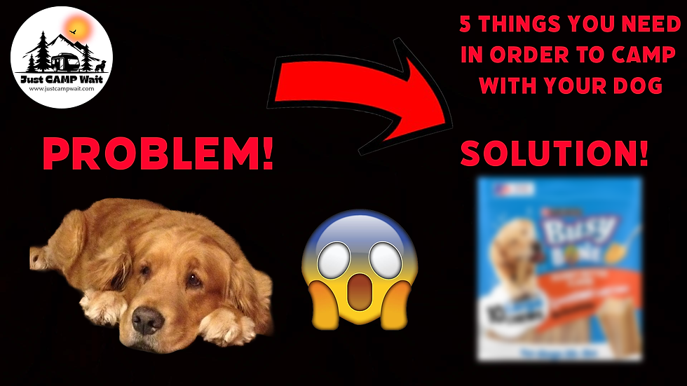5 things you need for your dog