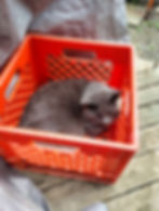 Slater snuggles up in a cozy orange crate, turning an unconventional spot into a perfect resting place.