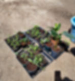 Trays of young plants bask in the sunlight, ready to find new homes as they await sale.