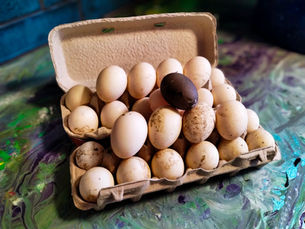 Of Black Eggs, Sick Ducks, and the Quiet Work of Care