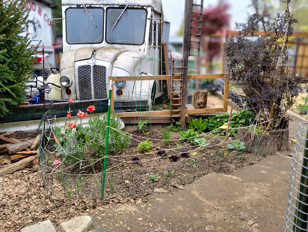 Spring Rhythms: Compost, Ducks, and New Beginnings