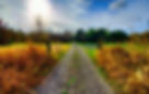 A serene gravel road stretches through vibrant autumn foliage on a tranquil farm, under a partly cloudy sky.
