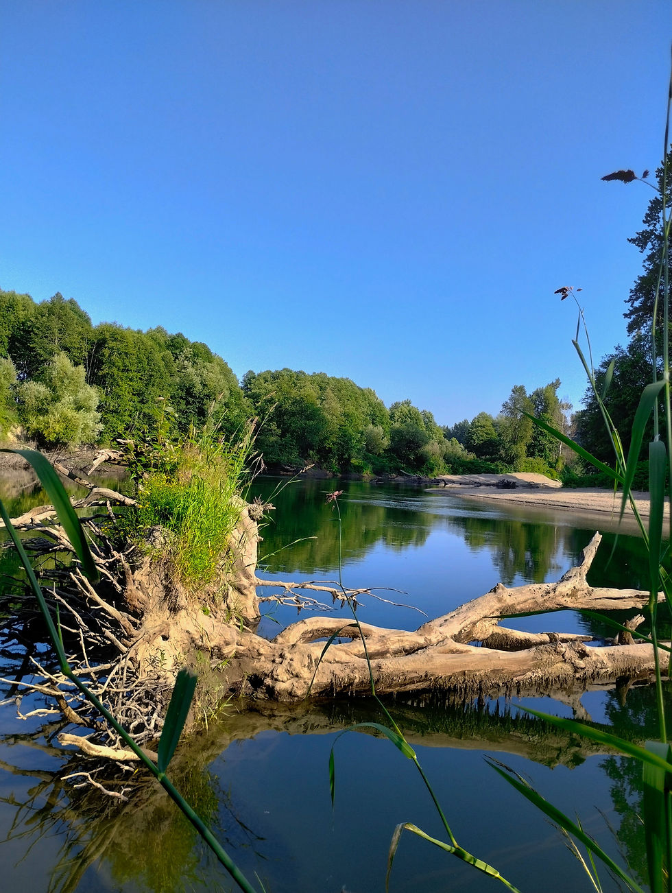 A serene spring day by the Snoqualmie River, showcasing tranquil waters reflecting vibrant greenery under a clear blue sky.