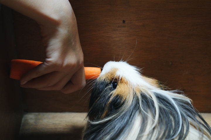 feeding guinea pig from hand with carrot
