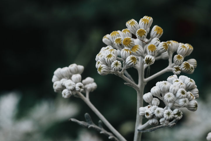 Natural macro floral background with silver leaves and buds of golden flowers Jacobaea maritima, commonly known as silver ragwort or dusty miller Blossoming Dusty Miller Yellow Flower
