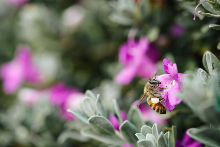 Eremophila microtheca, also known as heath-like eremophila and working bee