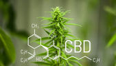 The Definitive Guide To CBD, Its Uses And Benefits