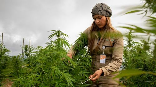 CANNABIS CULTURE: COLOMBIA - Soft laws on weed.
