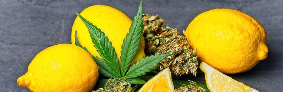 HOW TO USE TERPENES: THE DEFINITIVE GUIDE ULTIMATE GUIDE TIPS ON TERPENES BUY TERPENES IN THE UK
