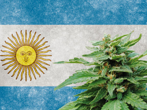 CANNABIS CULTURE: ARGENTINA - The land where medical cannabis is free of charge.