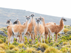 El sistema regenerativo en la industria de la moda: las fibras del guanaco