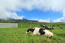 Sabah_Kundasang.JPG