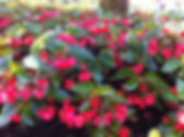 begonia.jpeg