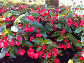 begonia.jpeg